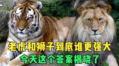 两只老虎打架狮子竟然来劝架真是头一次见到-凤凰视频-最具媒体品质的综合视频门户-凤凰网