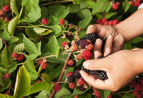 满碗成熟的新鲜黑莓，特写桑椹桑葚高清摄影大图-千库网