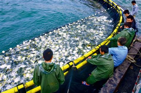金鲳鱼 海水养殖的“新宠” | 中国国家地理网