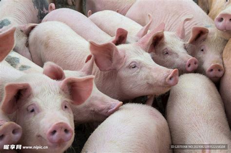 一大波集团公司开启养猪扩张模式，家庭猪场的养殖路在何方