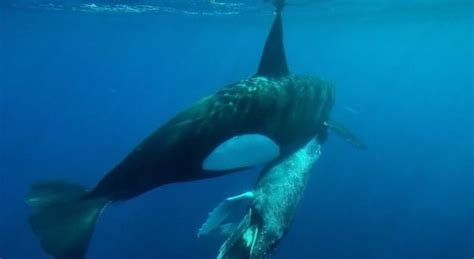 虎鲸为什么怕座头鲸（座头鲸为什么老打虎鲸，虎鲸怕吗） | 说明书网