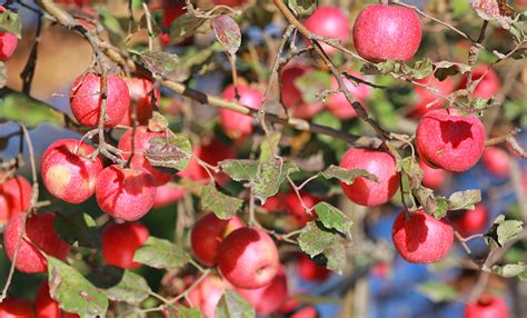 苹果+樱桃双核驱动 特色果业引领澄城现代农业发展 -- 陕西头条客户端