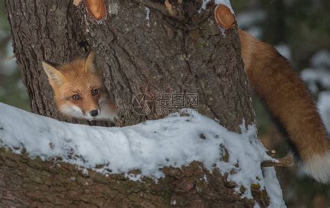 野外的红狐狸高清图片下载-正版图片503890581-摄图网