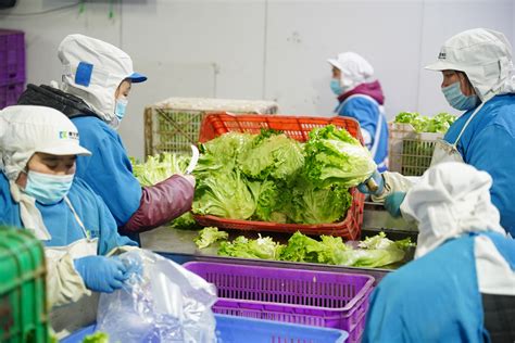 2019年中国蔬菜行业产量与出口情况分析，预计2020年蔬菜市场整体运行平稳「图」_趋势频道-华经情报网