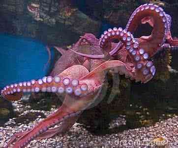 世界上最大的章鱼是多大（太平洋巨型章鱼周长9米 还捕食鲨鱼为生） | 说明书网