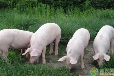 9月部分企业二次育肥占出栏20%，能繁母猪存栏增加，对猪价有何影响？ - 猪好多网