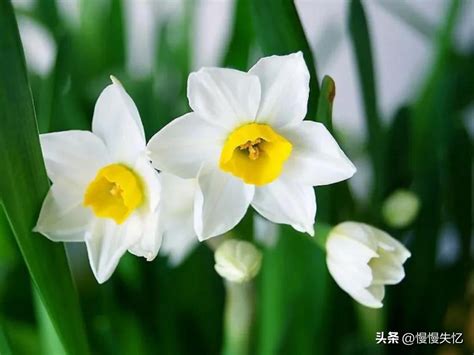 水仙花的花语以及文化背景：敬意、自恋_中国
