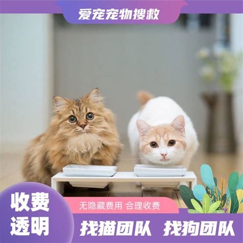 中国留学生虐猫遭全网炮轰！新加坡的变态狂们虐宠物更残忍……__凤凰网