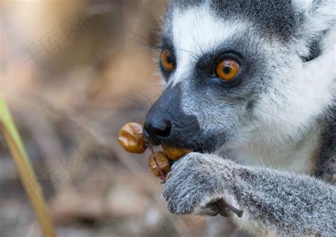 《马达加斯加》里的狐猴，可以在哪里找到？_澎湃号·湃客_澎湃新闻-The Paper