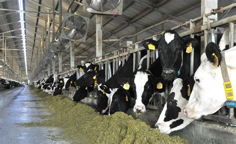 参观风行牛奶牧场 - 探秘牛奶的生产过程