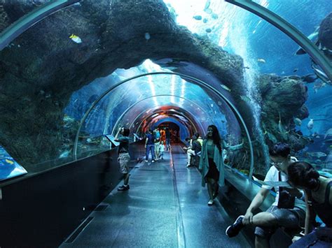 2021上海海洋水族馆-旅游攻略-门票-地址-问答-游记点评，上海旅游旅游景点推荐-去哪儿攻略