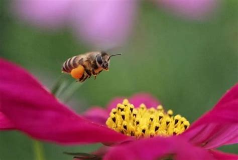 一箱蜜蜂一天吃多少糖？ - 蜜蜂知识 - 酷蜜蜂