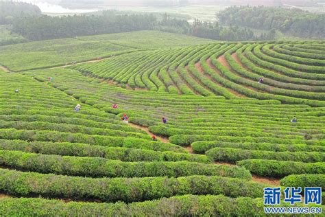 茶山延时_毛尖茶山_文新茶场_茶山_茶树_6000X4000_高清视频素材下载(编号:8910986)_实拍视频_光厂(VJ师网) www ...