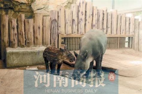 郑州市动物园中美貘家族添丁进口啦 来给貘宝宝起个名字吧-大河网