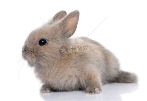 棕色的兔子在草高清图片下载-正版图片504415329-摄图网