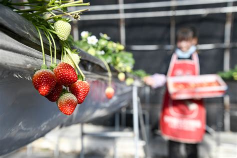 草莓种植基地高清图片-千叶网