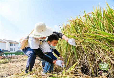 2019 年 5 月 23 日，印度尼西亚，巴厘岛：印度尼西亚农民在巴厘岛乌布的田地里筛选水稻。高清摄影大图-千库网