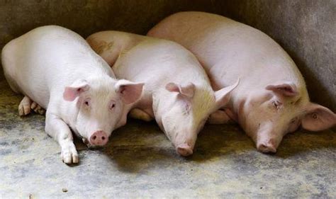 猪发烧的程度分级_各个程度猪发烧的解决途径|畜牧专家网