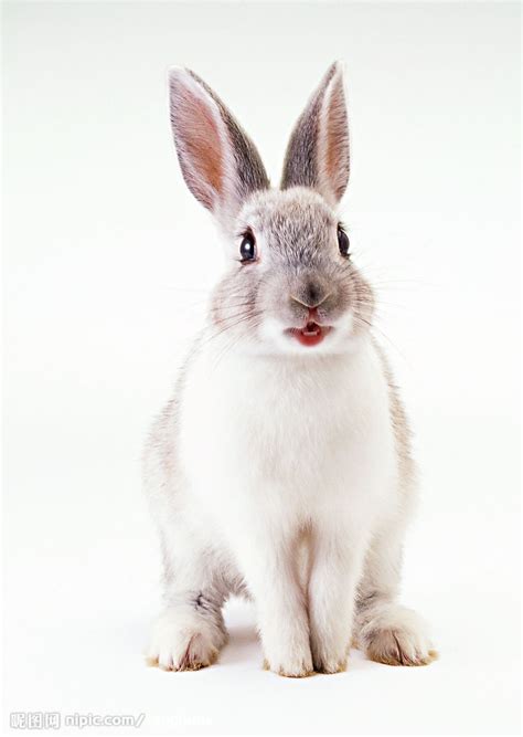 草地上竖着耳朵的兔子摄影高清jpg图片免费下载_编号z7ohmmmd1_图精灵