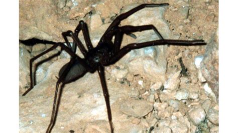 四种洞穴蜘蛛以泰国洞穴救援英雄命名 - 听力课堂