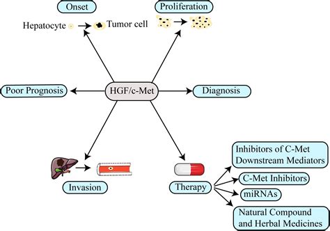 Frontiers | The Function of the HGF/c-Met Axis in Hepatocellular Carcinoma