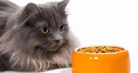猫咪不吃东西怎么办？常见原因有哪些 - 知乎