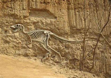 罕见“恐龙木乃伊”现踪加拿大 皮肤保存完好 恐龙灭绝距今已6500万年左右，大多数已出土的化石通常只有一小部分，不过加拿大的一座岩石山丘中 ...