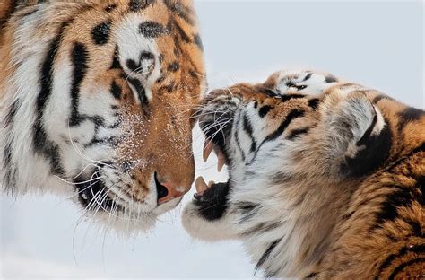 东北虎豹国家公园抢先看：与野生东北虎“偶遇”，如今已不再是新闻！_凤凰资讯