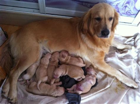 柴犬的一生：出生15天的幼犬 - 柴豆豆柴犬