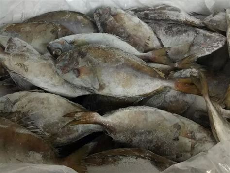 冰鲜马头鱼-广州鸿莹海食品有限公司