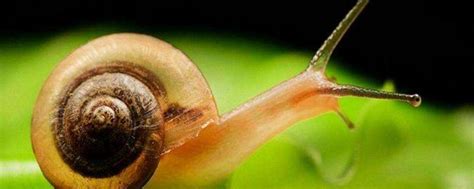 蜗牛主要的天敌有哪些，附防治技术 - 农敢网