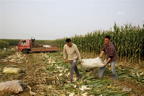 在田间收玉米的人高清图片下载-正版图片502627302-摄图网