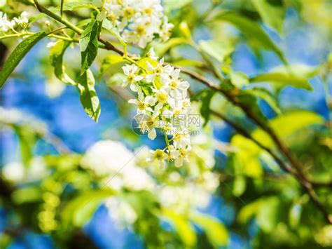 束植物白色开花的鸟樱在绿树背景上阳光明媚的春日美丽盛开的鸟樱桃枝蕊高清图片下载-正版图片307828509-摄图网