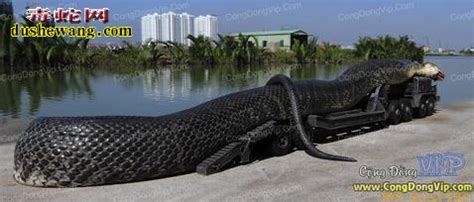 世界上最大的蛇类长啥样「秒懂：世界上最大的蛇类排行榜」 - 寂寞网