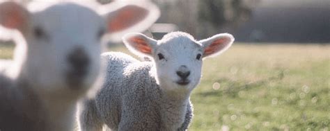 属羊人最苦命出生时辰 属羊什么时辰出生命苦 - 万年历