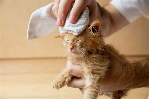 宠物店给猫洗澡多少钱一次-宠物网问答