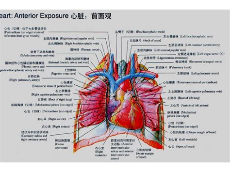 心脏分布图图片