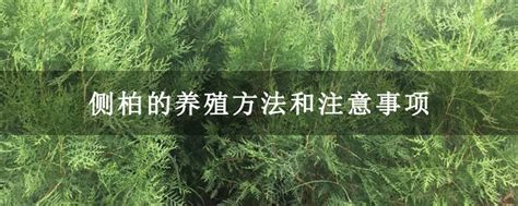 侧柏的养殖方法和注意事项-种植技术-中国花木网