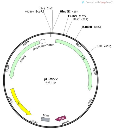 pBR322载体_质粒图谱 - 优宝生物