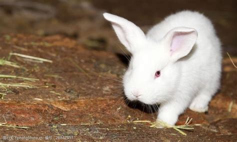 饲养兔子幼崽高清图片下载-正版图片307818872-摄图网