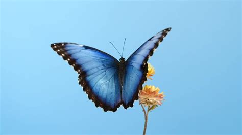 蝴蝶的翅膀图片-蝴蝶翅膀素材-高清图片-摄影照片-寻图免费打包下载