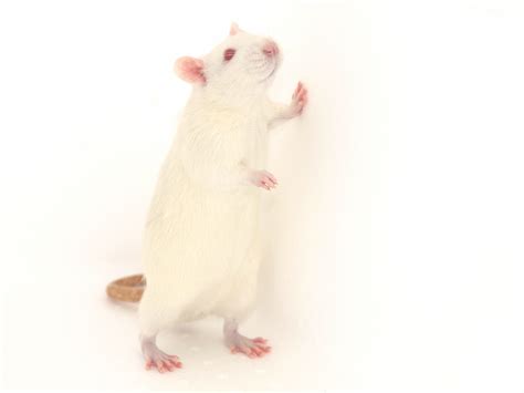 大鼠下肢缺血模型 Lower limb ischemia - 中洪博元商城_疾病动物模型_实验动物_动物实验物资