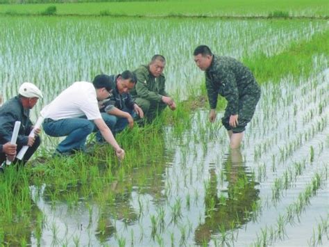 【黑龙江省】水稻节水控制灌溉一年“节”出18座大型水库