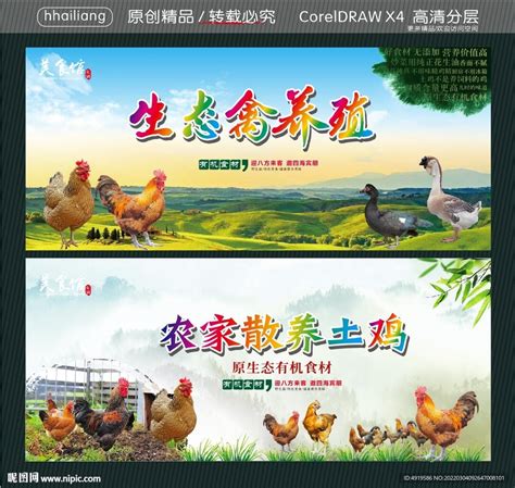 生态禽养殖 农家散养土鸡设计图__广告设计_广告设计_设计图库_昵图网nipic.com