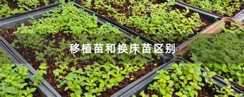 移植苗和换床苗区别-种植技术-中国花木网