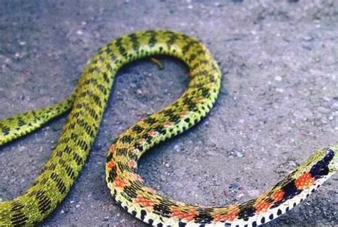 蛇的常见品种有哪些 - 运富春