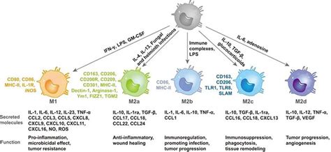 CD45 (Intracellular Domain) (D9M8I) XP® Rabbit mAb | Cell Signaling ...