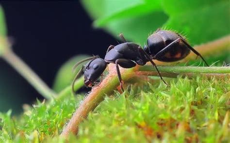 蚂蚁喂水器哪种好,最养的15种蚂蚁,养蚂蚁怎么喂水_大山谷图库