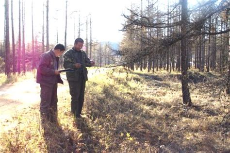 内蒙古满归森防站对施业区母树林开展种实害虫调查 - 植保 - 园林网
