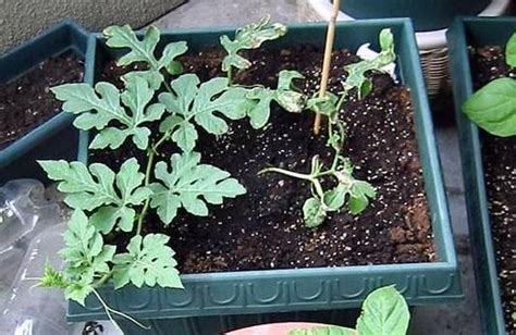 阳台上怎么种西瓜 西瓜的盆栽种植方法_爱花网